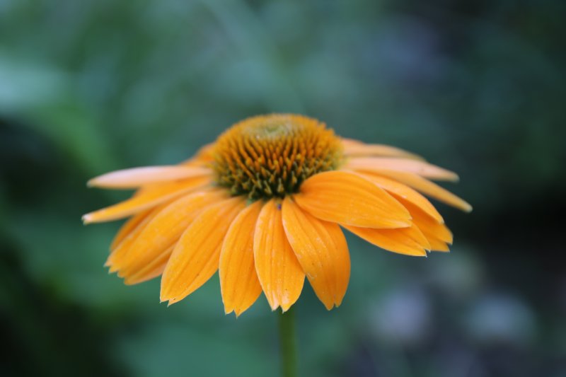 Echinacea 'Leilani' Kaunopunahattu